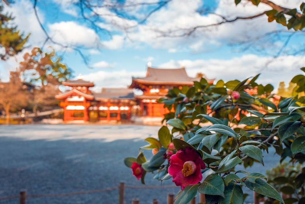 室町椿