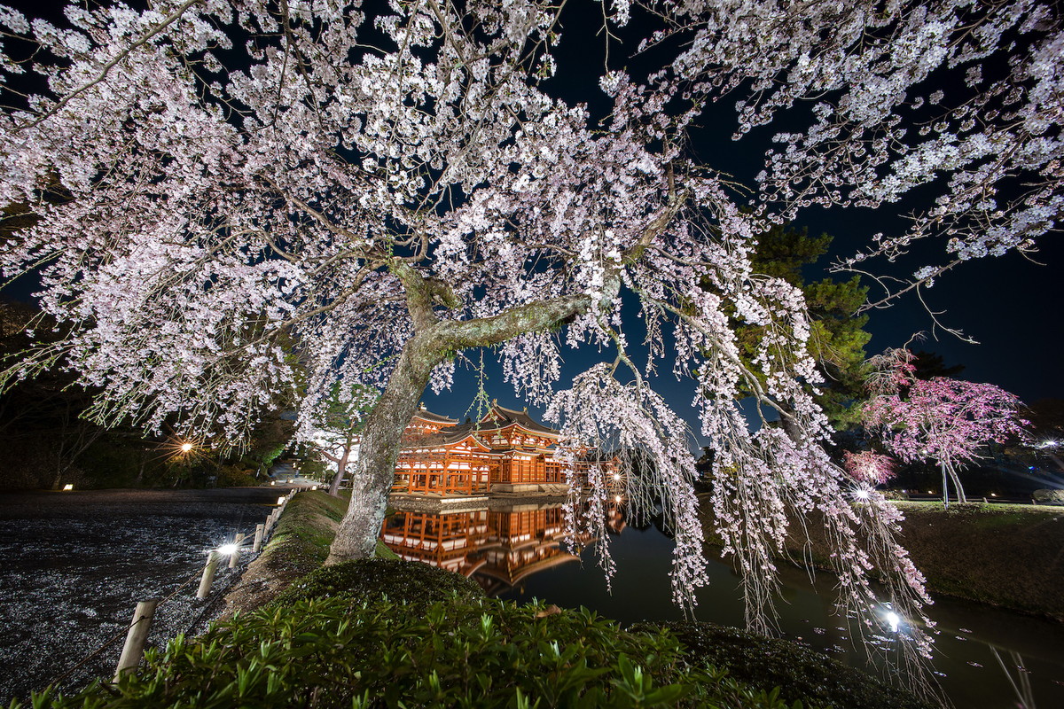 桜ライトアップs.jpg