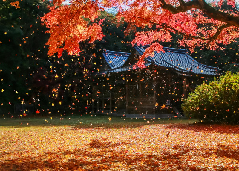 18_裏を見せ 表を見せて 散るもみじ_南順子.jpg