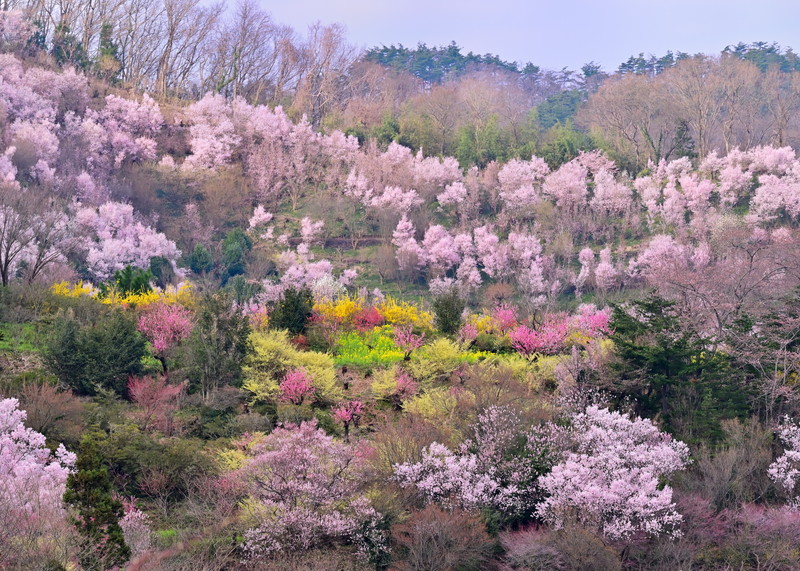 05_桜梅桃李 紅蘭紫菊_石﨑敦子.jpg