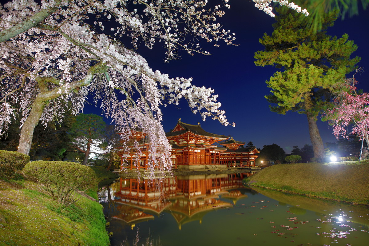 桜ライトアップ1[1].jpg